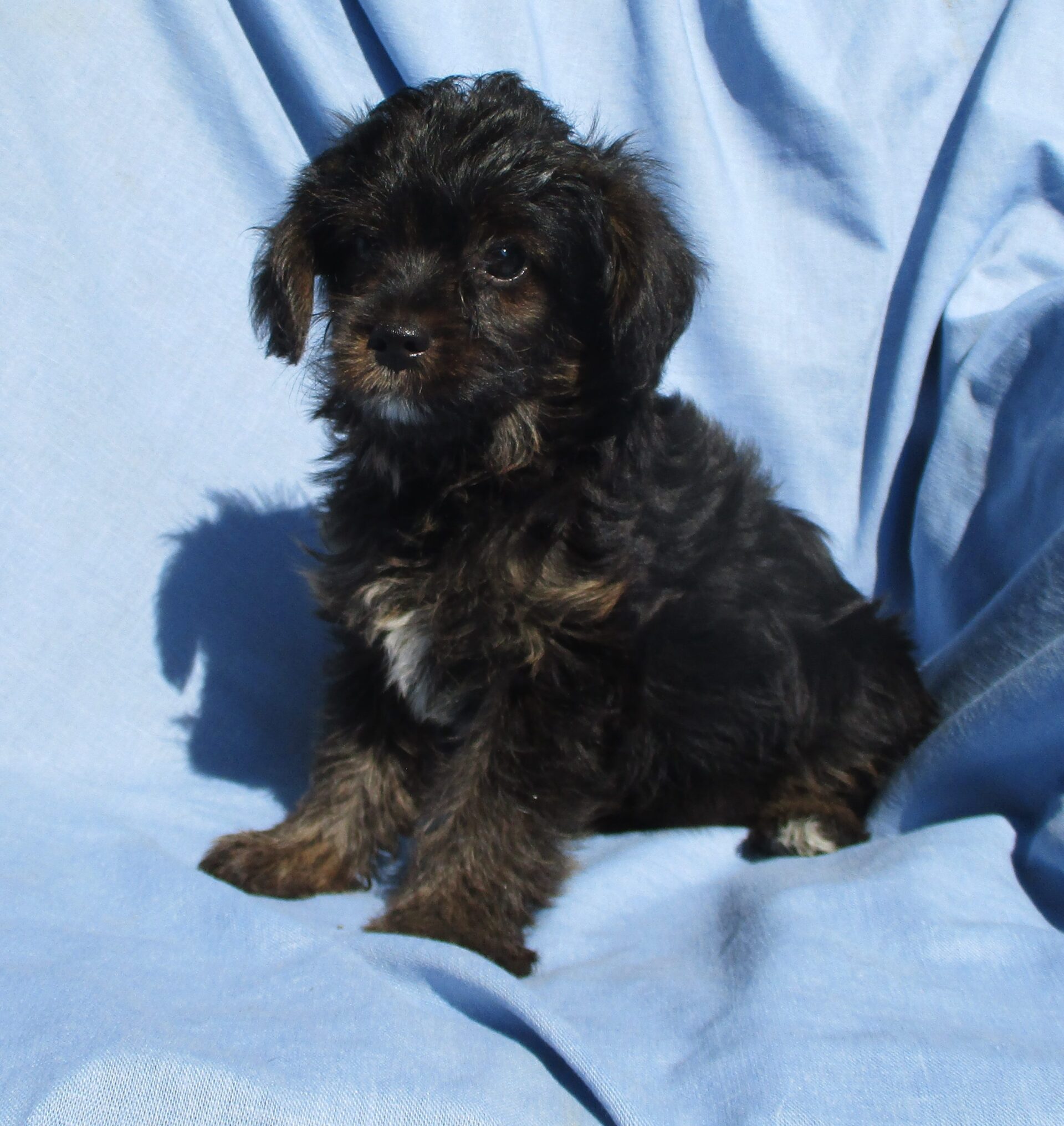 yorkie poo black and white yorkie or poo pups for sale in new md oak farm yorkie poo black and white yorkie or poo pups for sale in new md oak farm