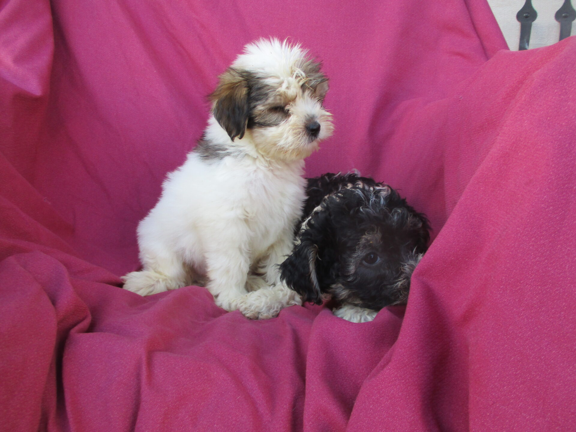 Yorkie & Havanese Pups For Sale in New Windsor, MD Windsor Oak Farm