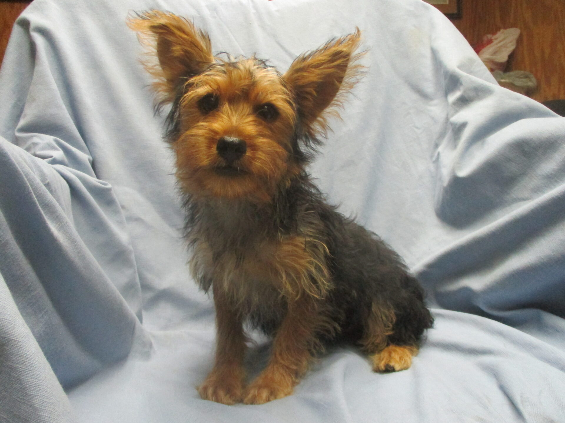 ACA Registered Purebred Yorkie Terrier Puppies For Sale New Windsor
