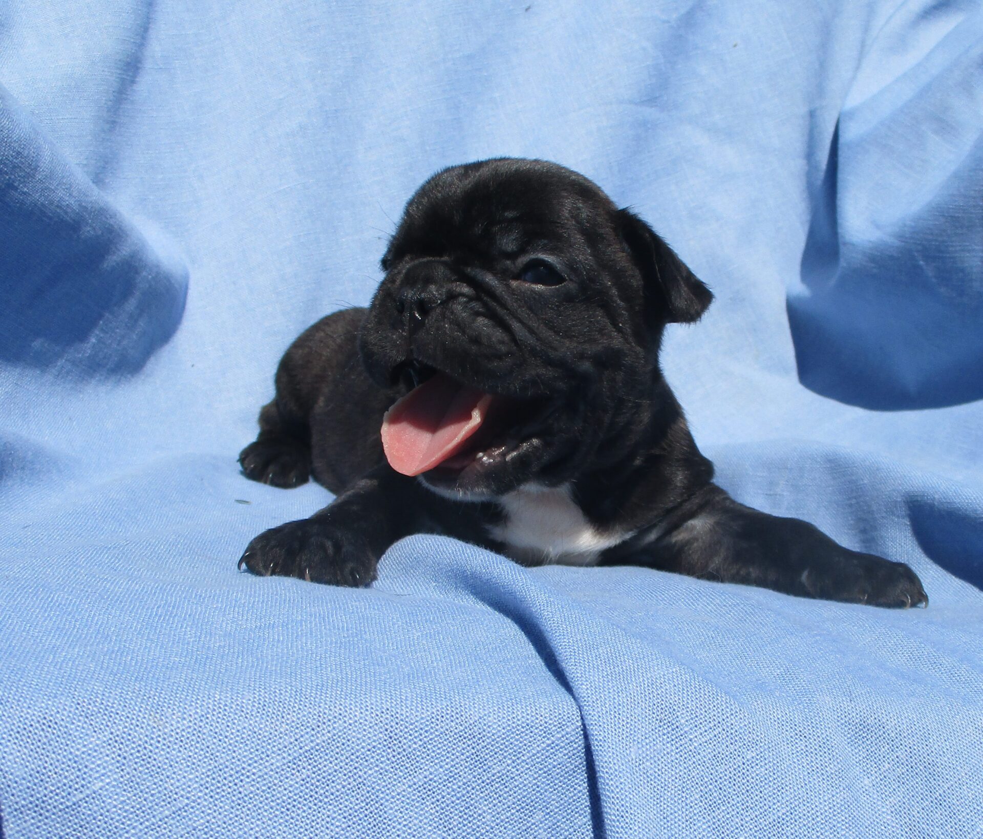havanese puppies available now havanese puppies available now to view puppies click on the havanese breeds picture havanese puppies available now havanese puppies available now to view puppies click on the havanese breeds picture