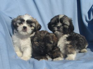 shih tzu farm shih tzu llasa apsa 650 ready now oak farm shih tzu farm shih tzu llasa apsa 650 ready now oak farm