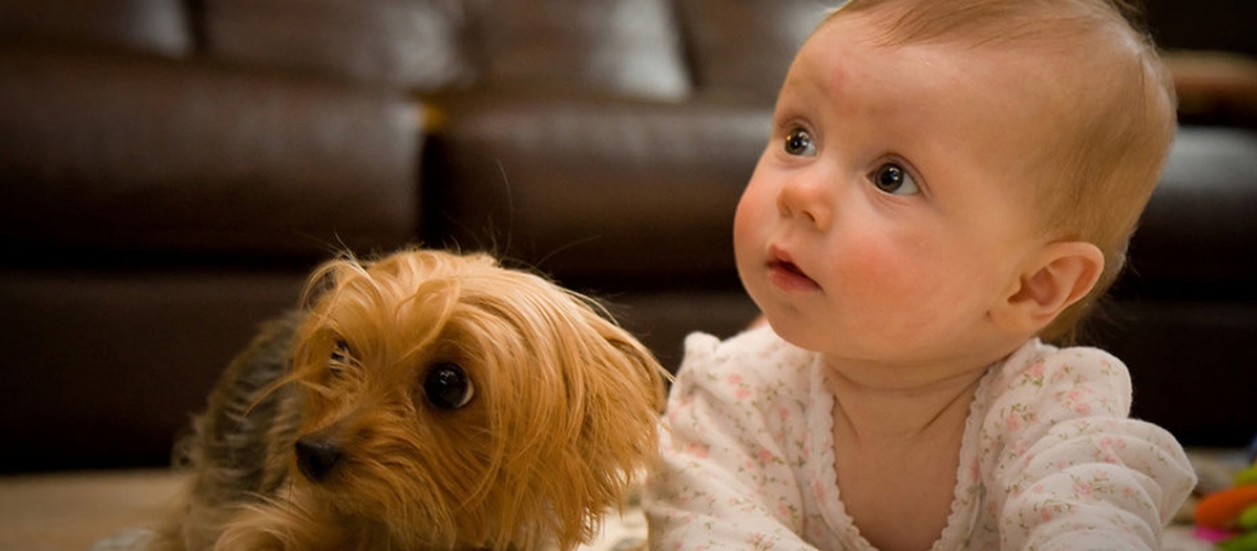 Yorkie & Small Toy Dog Breeder New Windsor & Baltimore MD Windsor