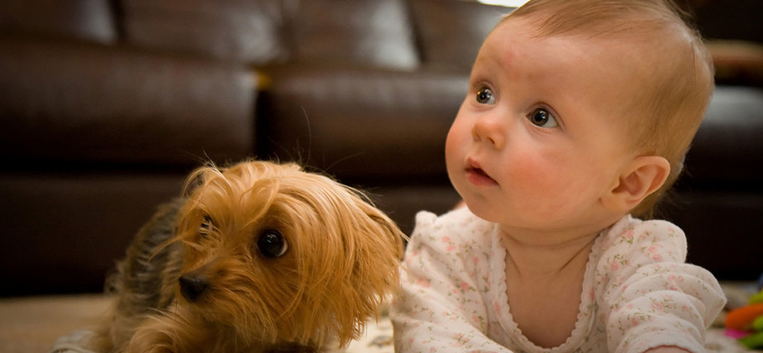 Yorkie Breeder