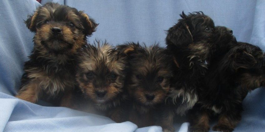 yorkie havanese puppies yorkie havanese puppy havashire puppies washington dc oak farm yorkie havanese puppies yorkie havanese puppy havashire puppies washington dc oak farm