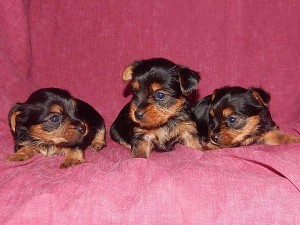 Yorkie Terrier Puppies