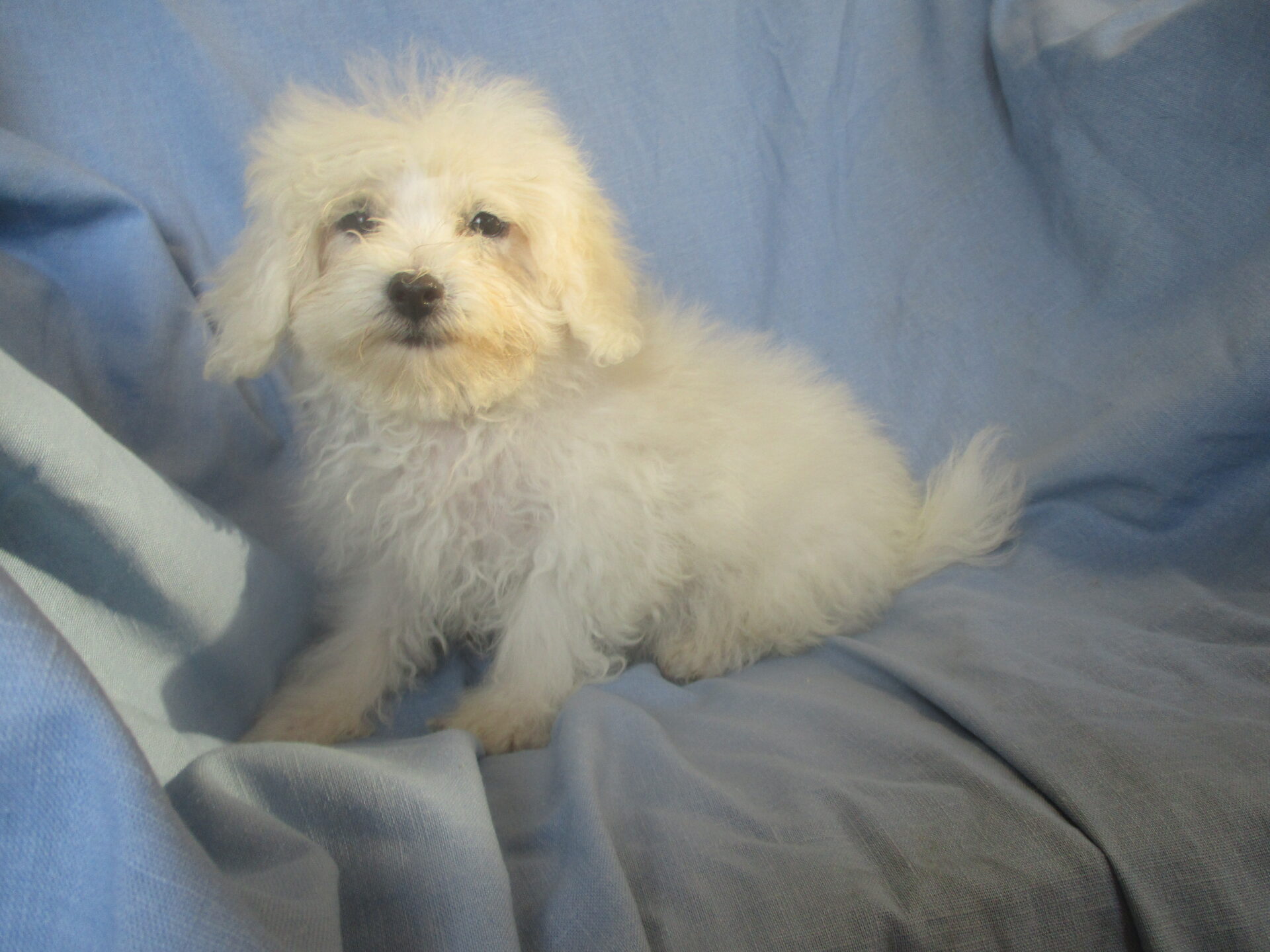 maltese bichon puppies for sale