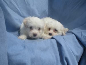 Maltese/Havachon Puppies For Sale in Washington DC