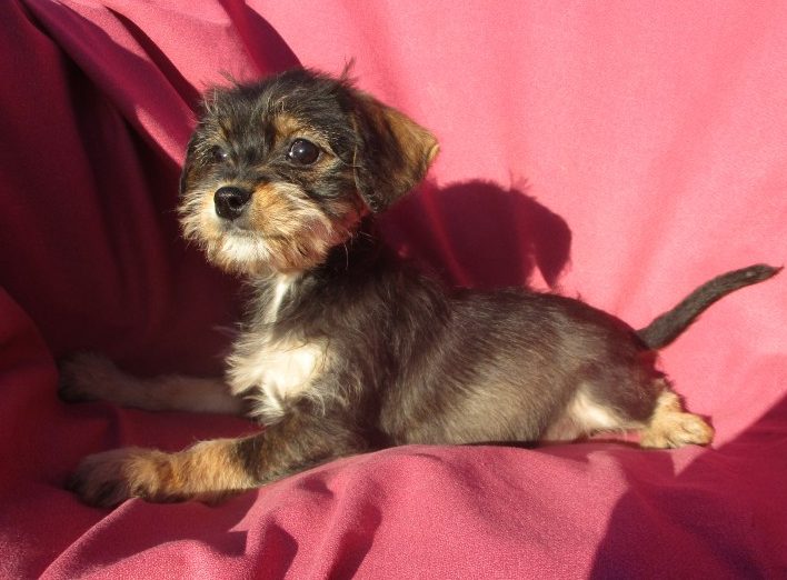 webkinz king schnauzer