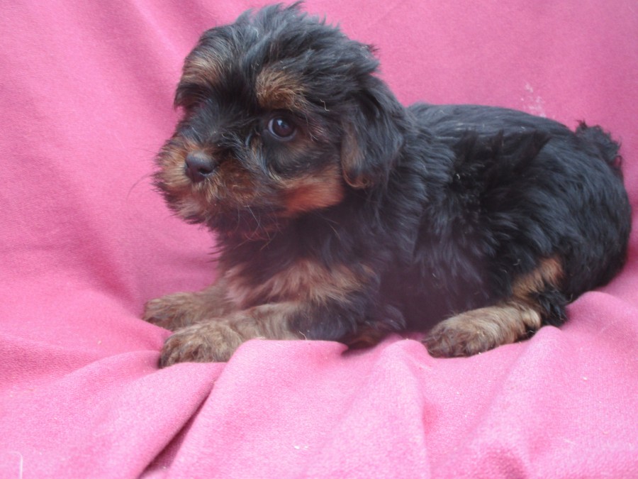 Aca registered purebred yorkie terrier puppies for sale new windsor