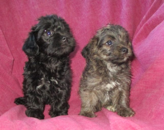 Yorkie Or Poo Pups For Sale in New Windsor, MD Windsor Oak Farm