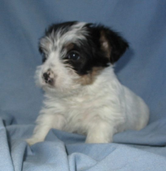 Parti Colored Yorkie Puppies for Sale Washington DC Windsor Oak Farm