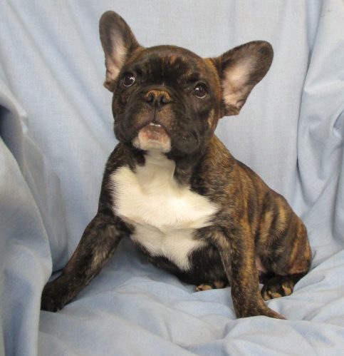 French Bulldog Puppies for Sale Washington, DC | Windsor Oak Farm