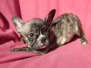 French Bulldog Breeders & Puppies for Sale - Baltimore, MD ...