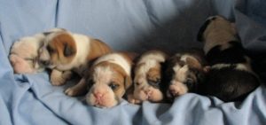 Male English Bulldogs Puppies on a blue blanket