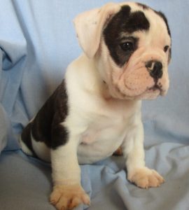 Male English Bulldog/Puggle Puppies on a blue blanket