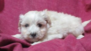 Maltese/Pomeranian Bichon Puppies in Baltimore MD