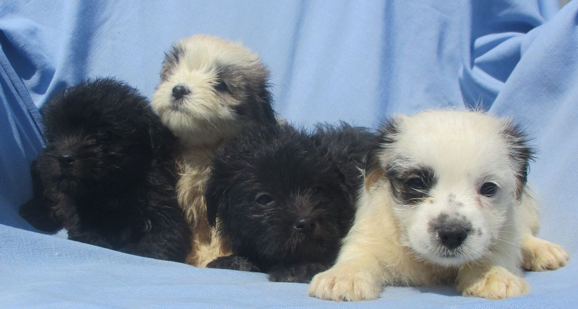 Shorkie Puppies for Sale & Dog Breeders Baltimore, MD Windsor Oak Farm