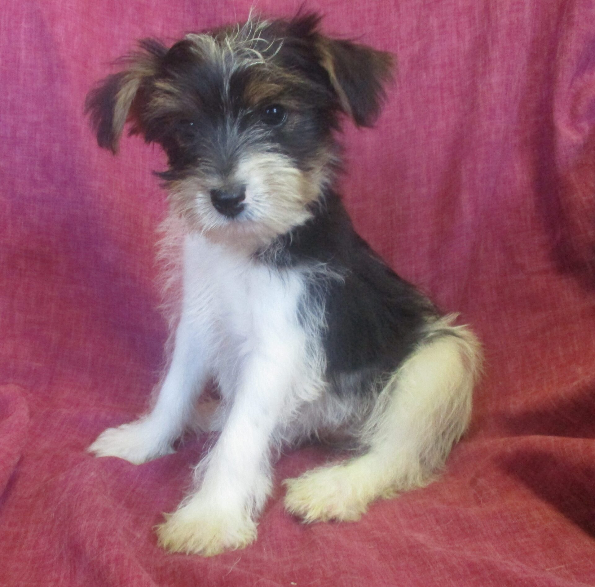 Parti Colored Yorkie Puppies for Sale Washington DC Windsor Oak Farm
