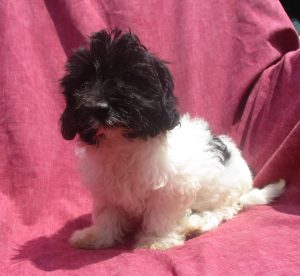 Female Havanese Puppy