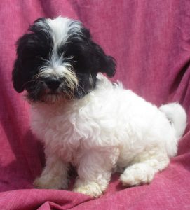 Female Havanese Puppy - Sold