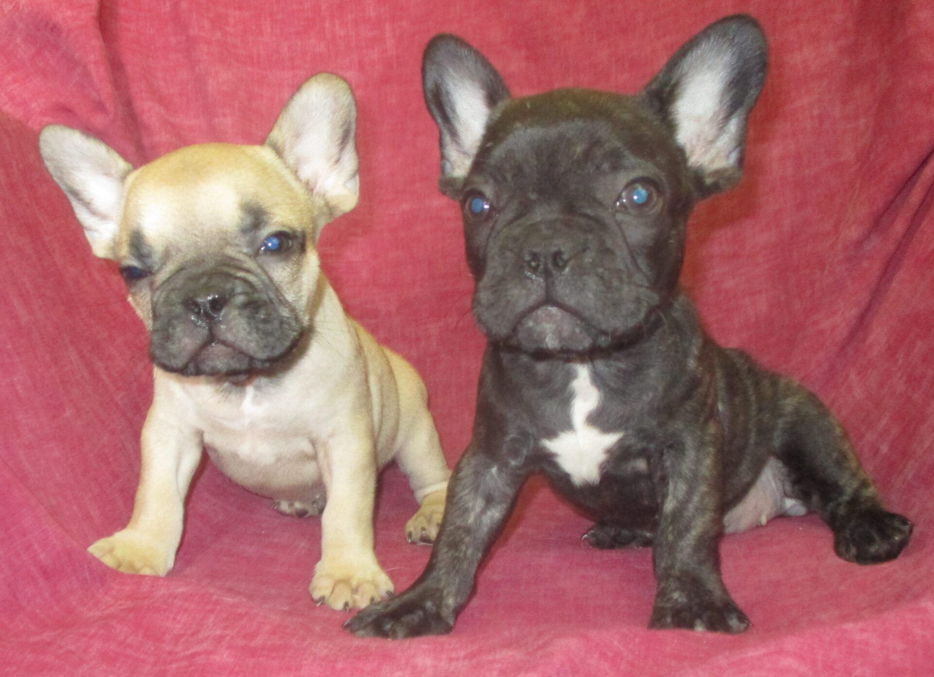 French Bulldog Puppies for Sale Washington, DC Windsor Oak Farm