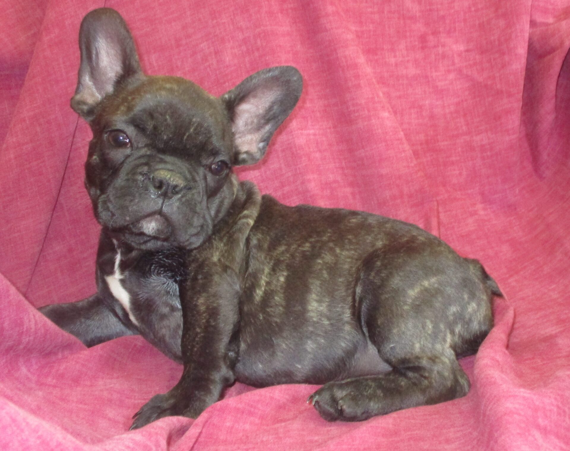 French Bulldog