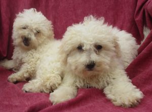 White Female Bichon Frise Puppies