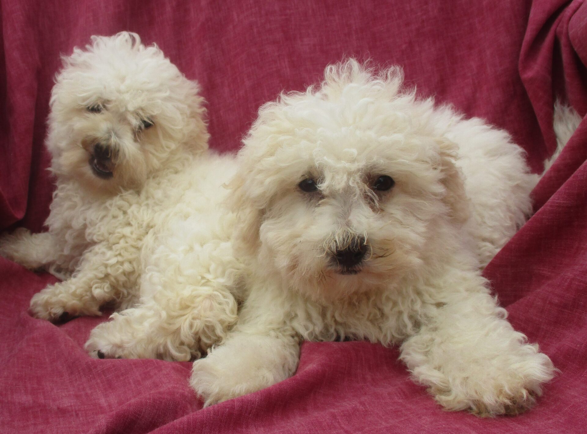 Bichon Frise Puppies For Sale Washington Dc Windsor Oak Farm
