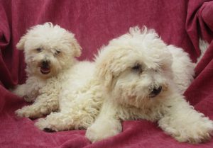 White Female Bichon Frise Puppies