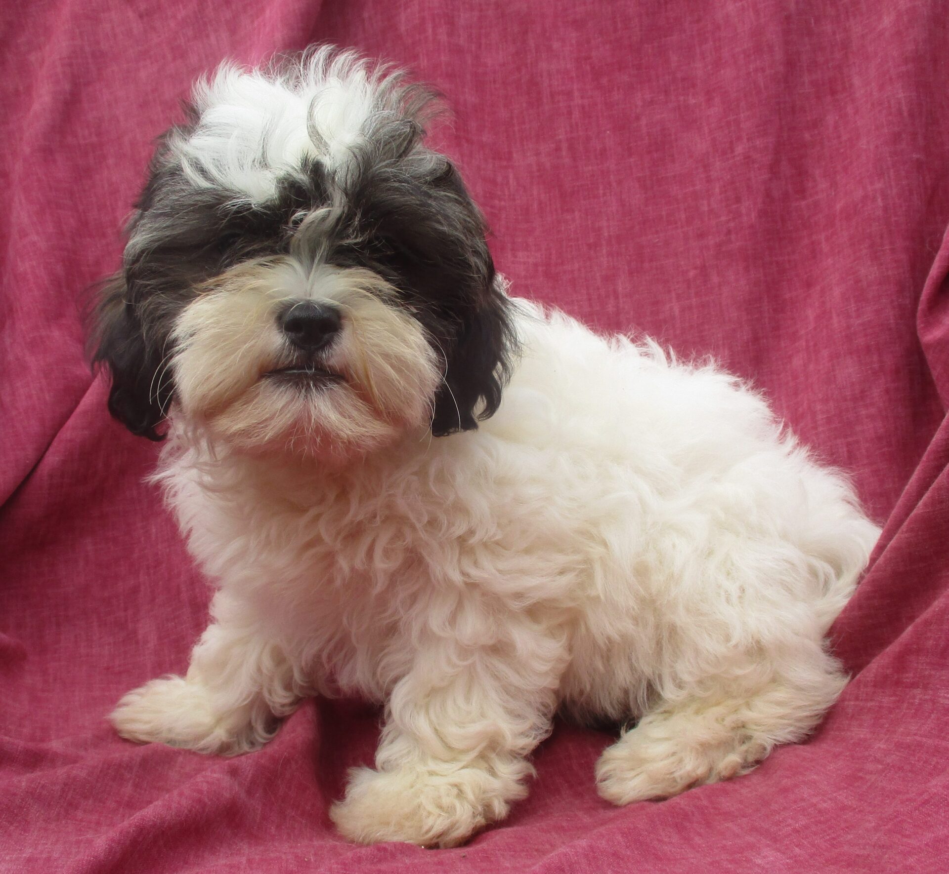 88+ Maltese Shih Tzu Poodle Mix For Sale