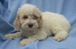Male Yorkipoo Puppy 