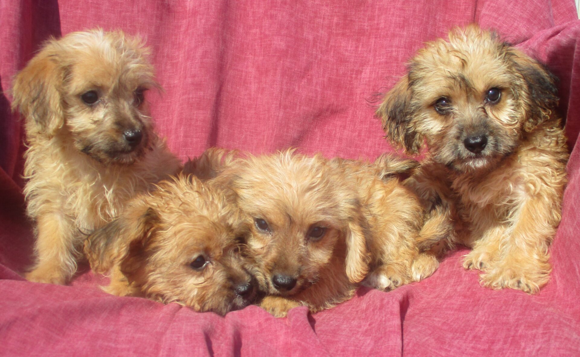 YORKIE HAVENESE Windsor Oak Farm