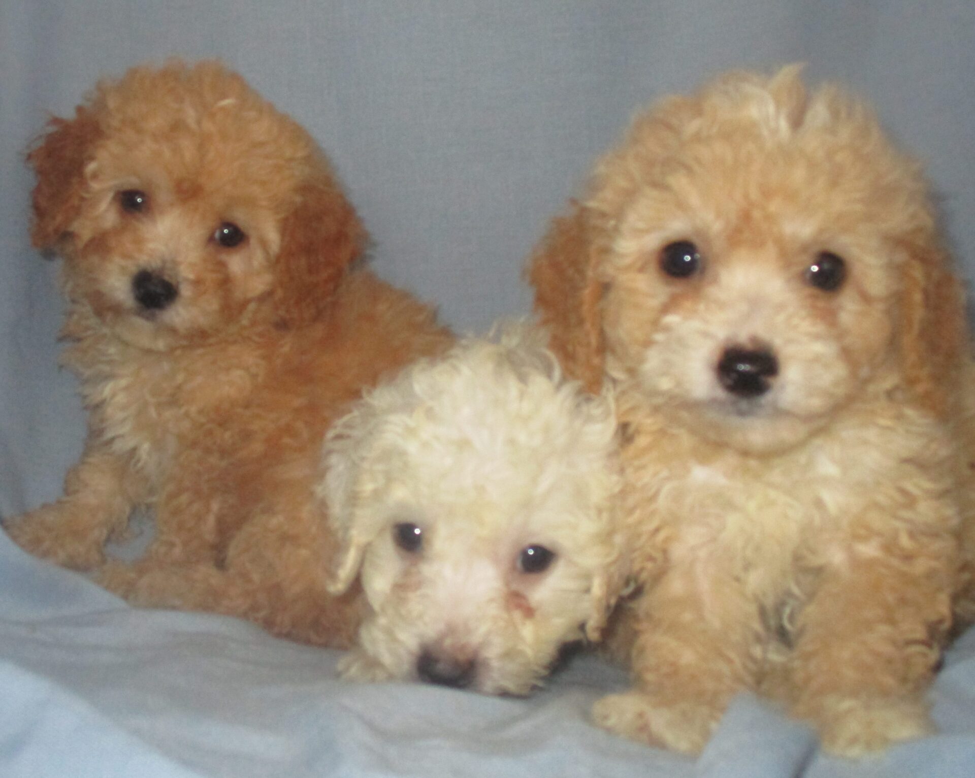 Bichon Poo Puppy Breeder Washington, DC Windsor Oak Farm