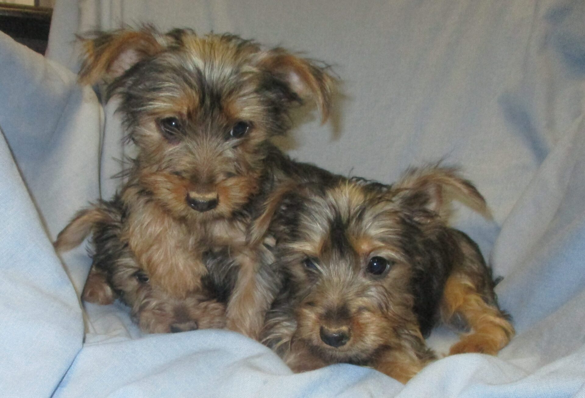 Silky Terrier Puppies for Sale Baltimore, MD | Windsor Oak Farm