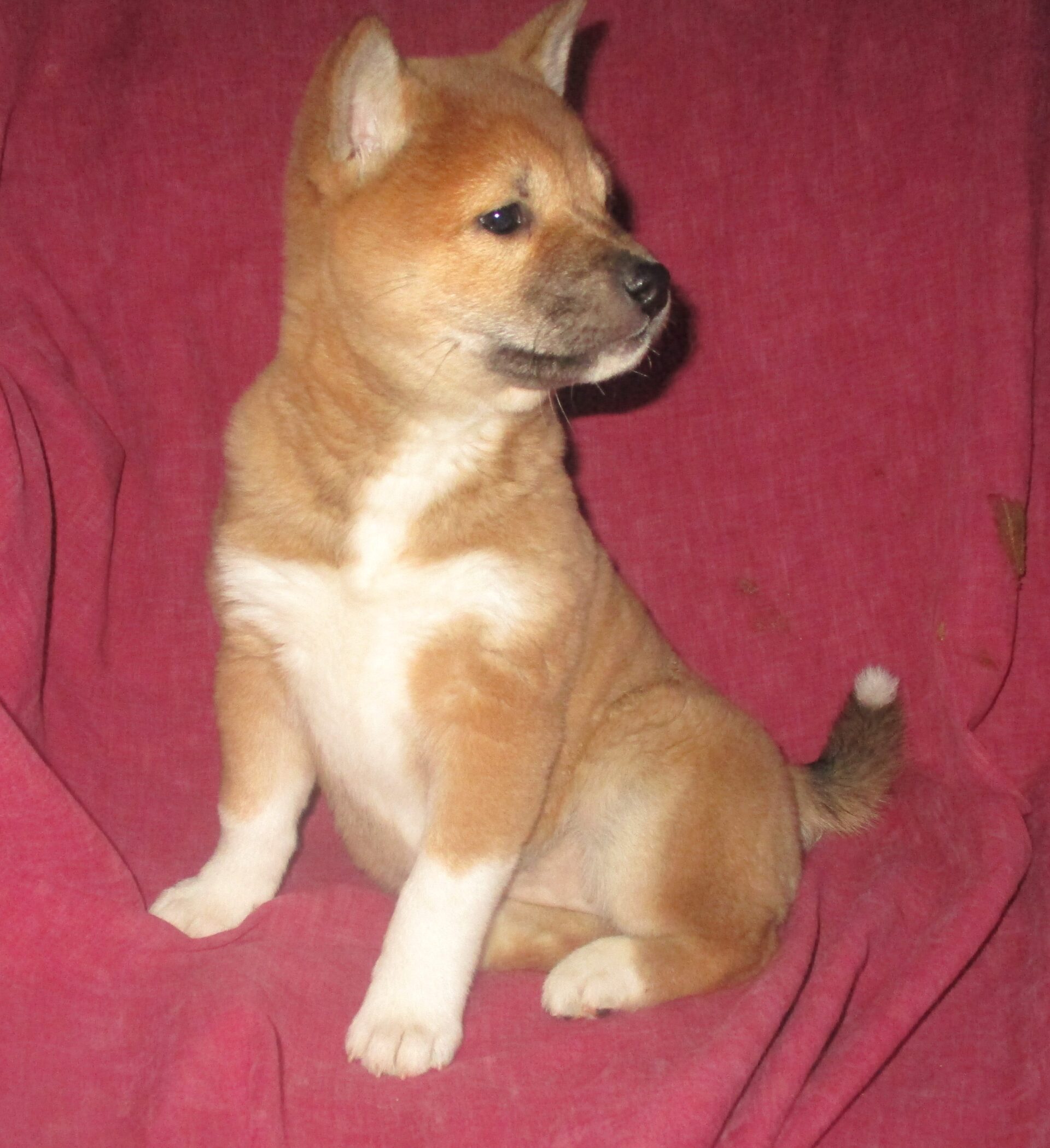 Shiba Inu Windsor Oak Farm