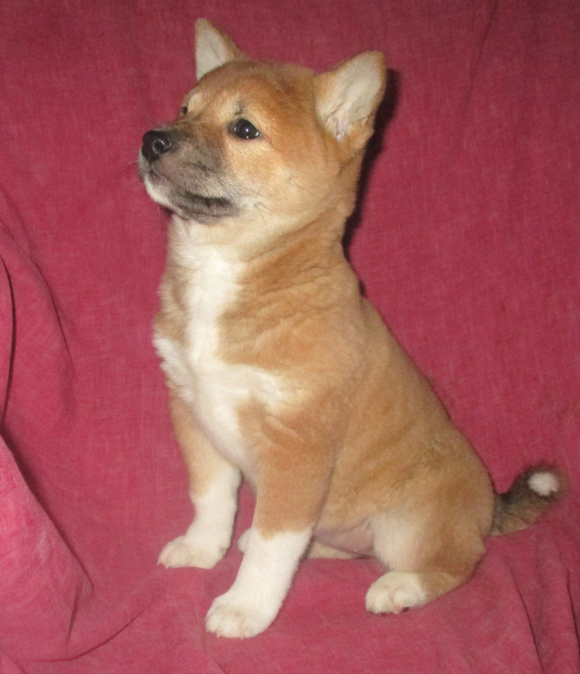 Shiba Inu Windsor Oak Farm
