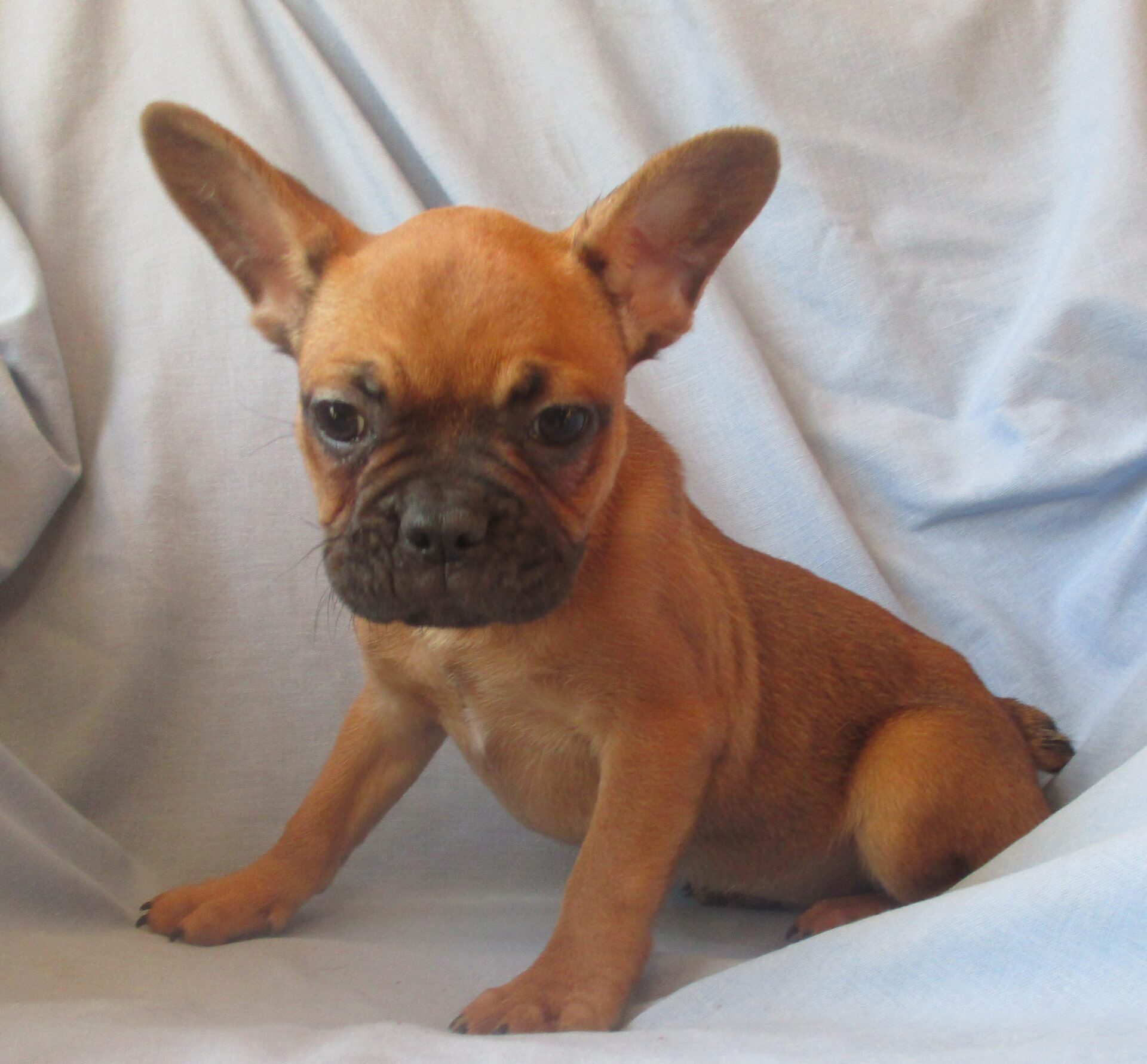 French Bulldog Breeders & Puppies for Sale - Baltimore, MD ...