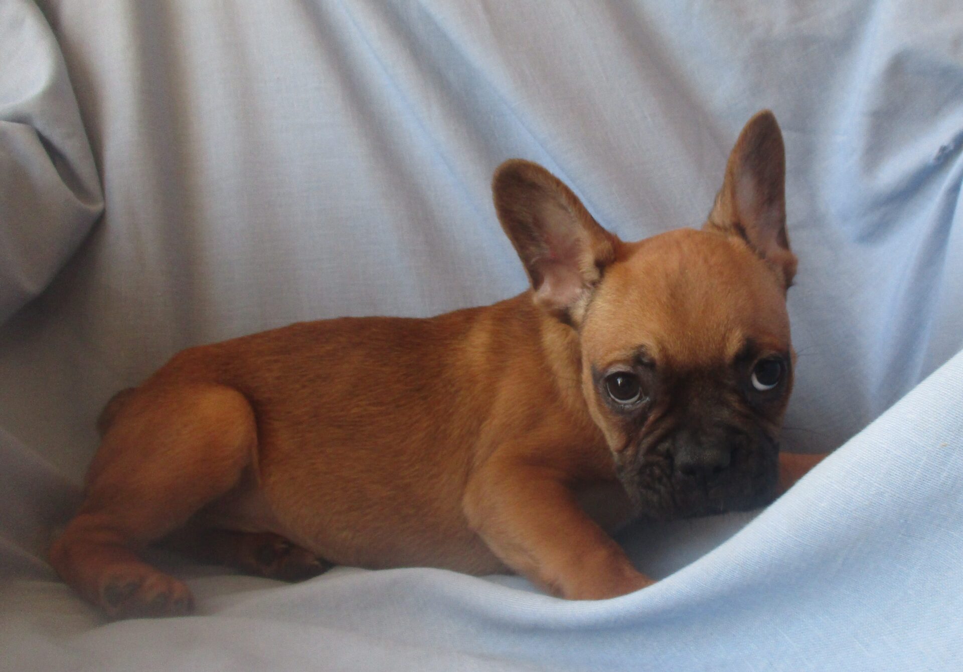 French Bulldog Puppies for Sale Washington, DC | Windsor Oak Farm