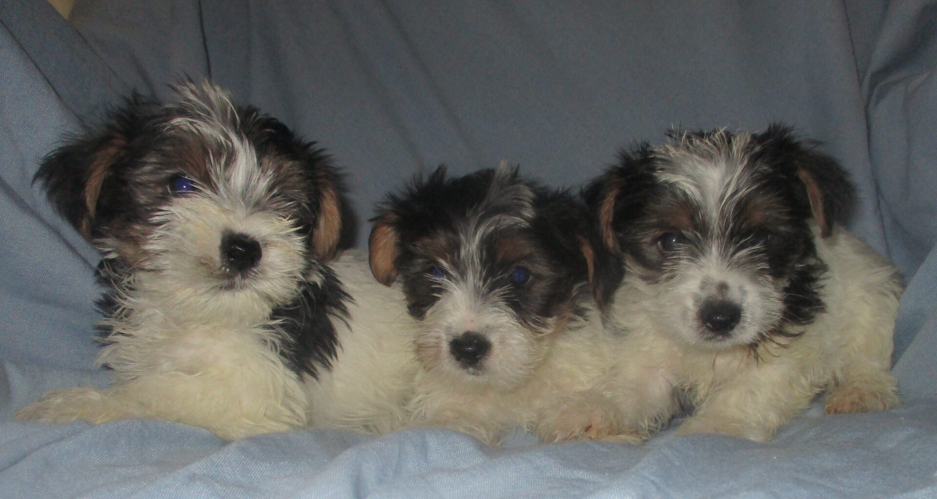 Parti Colored Yorkie Puppies for Sale Washington DC Windsor Oak Farm