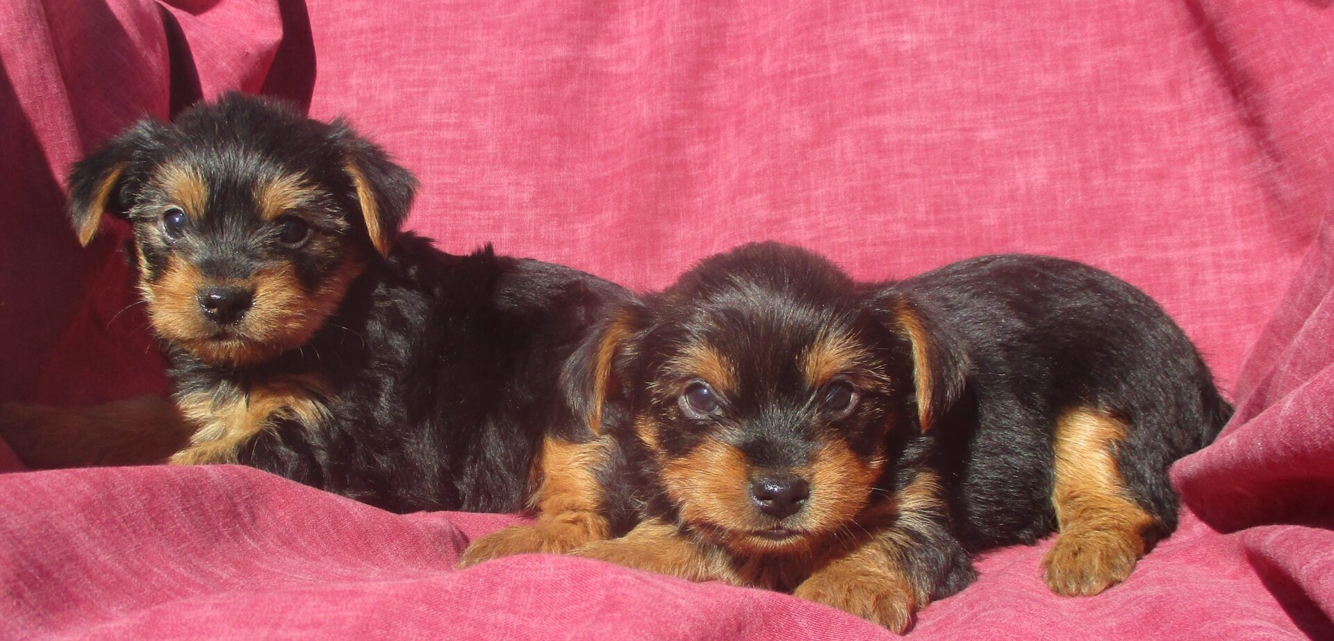 aca puppies for sale