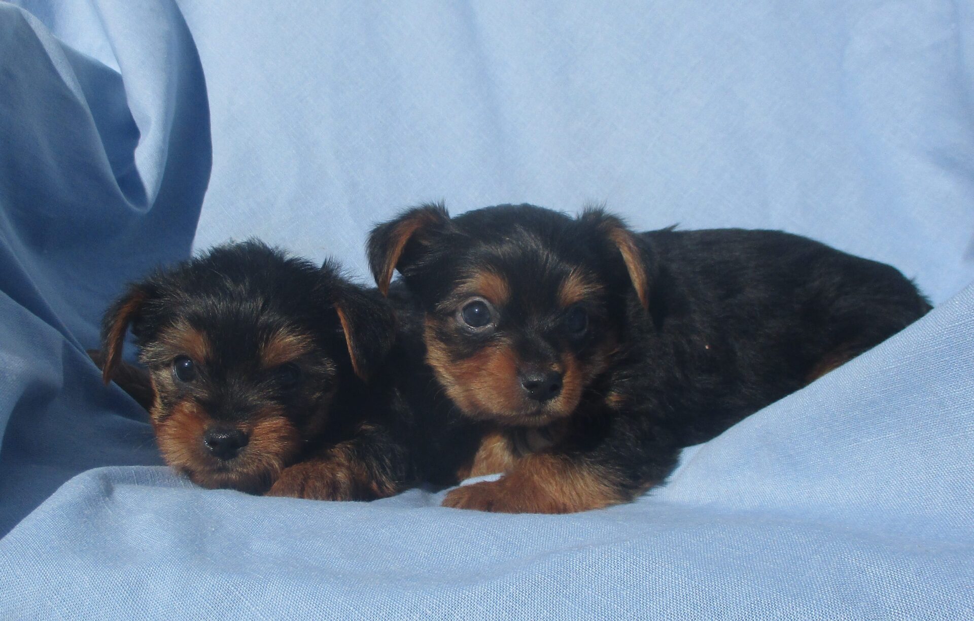 aca puppies for sale