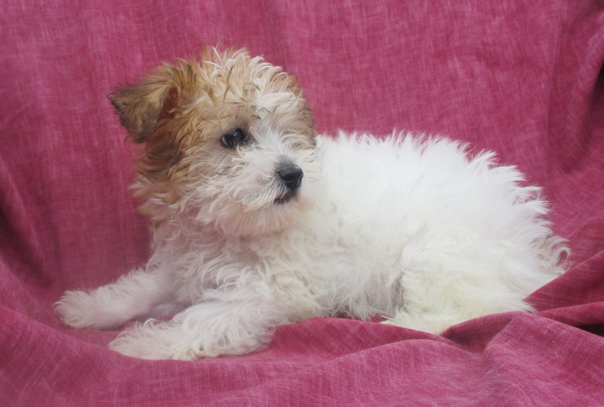 Yorkie Chon Puppies For Sale Photos All