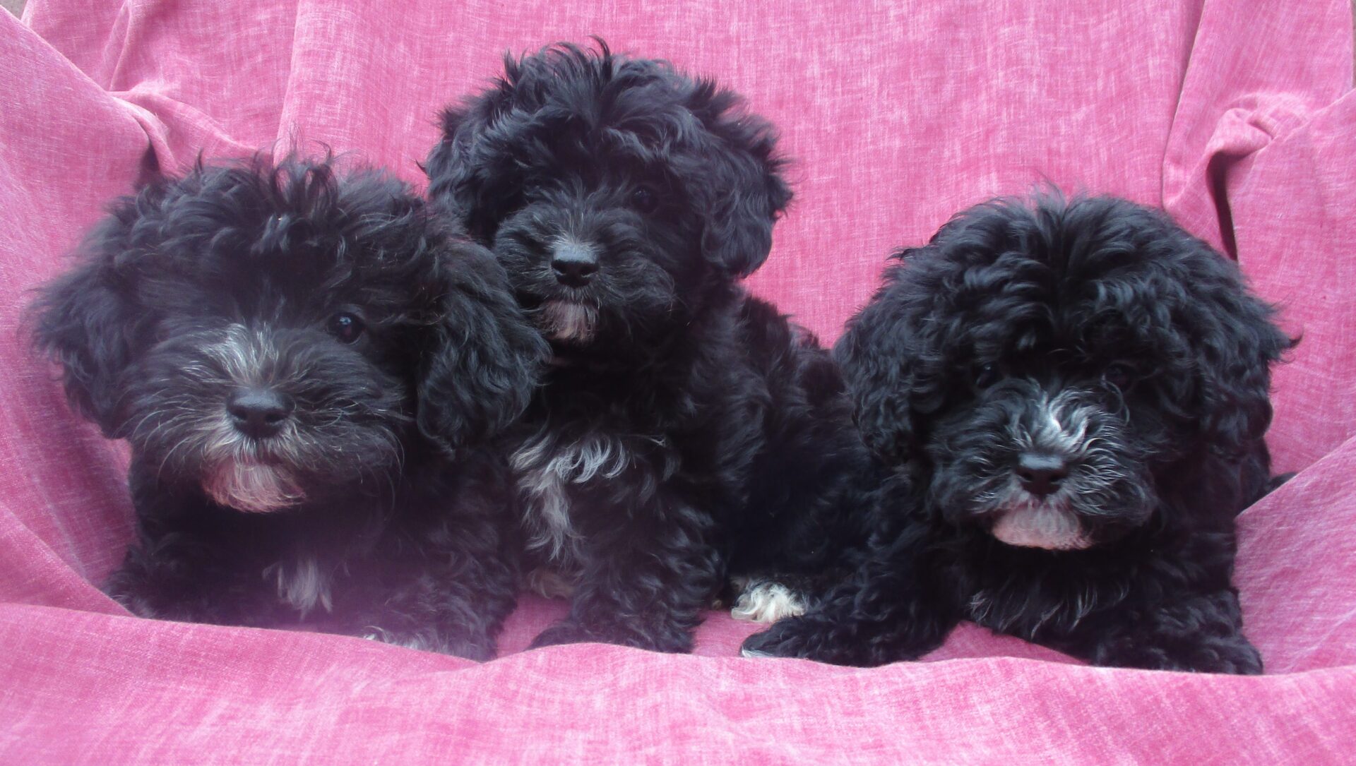 Yorkie/Havanese Puppy | Havashire Puppies Washington, DC | Windsor Oak Farm