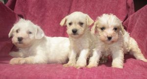 Schnoodle Dog Breeder New Windsor MD						