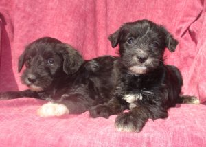 Schnoodle Puppies For Sale New Windsor MD						