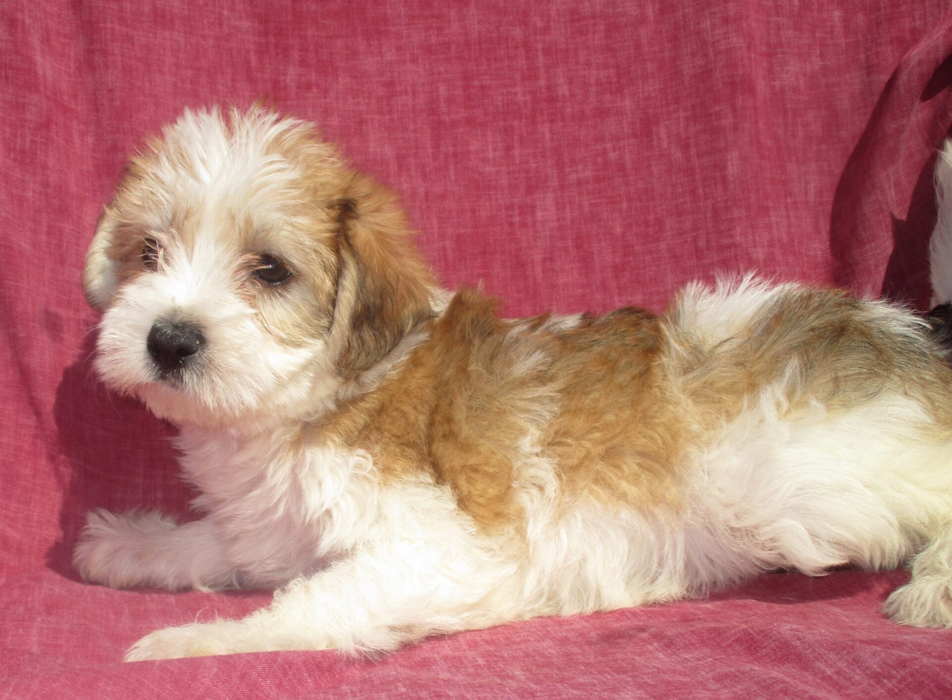 Yorkie Chon Puppies For Sale Photos All