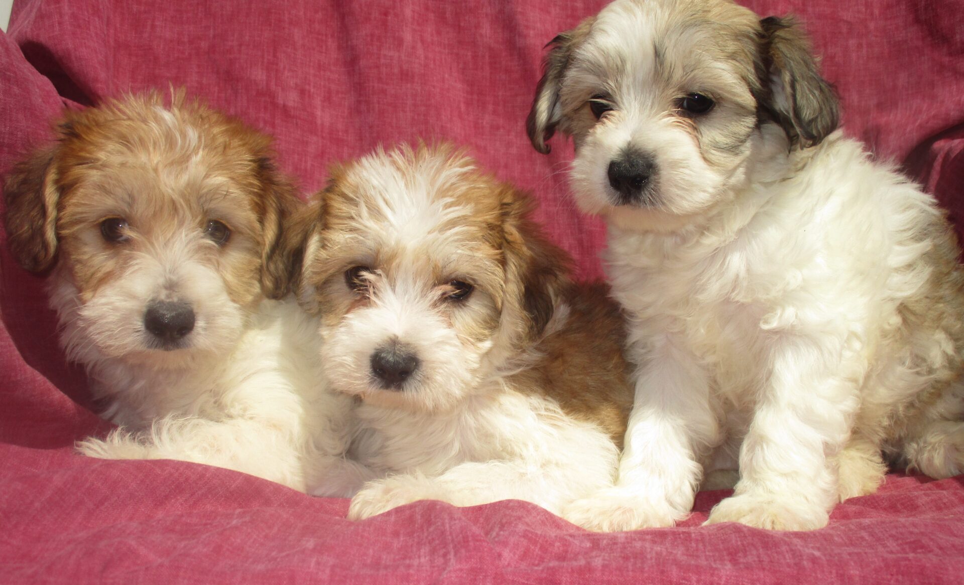 Yorkie Chon Puppies For Sale Photos All
