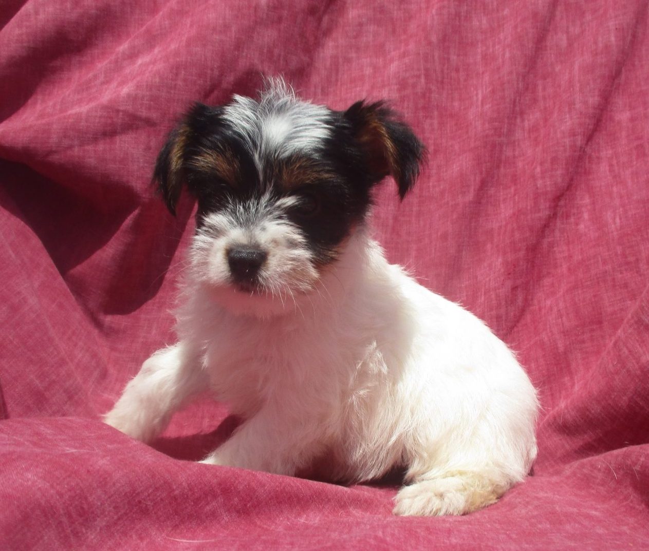 Parti Colored Yorkie Puppies for Sale Washington DC Windsor Oak Farm