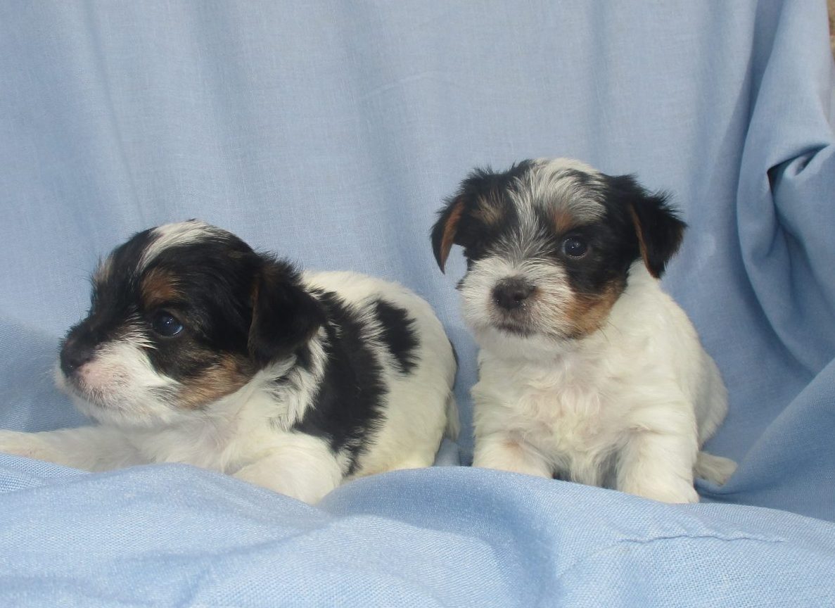 Parti Colored Yorkie Puppies for Sale Washington DC Windsor Oak Farm
