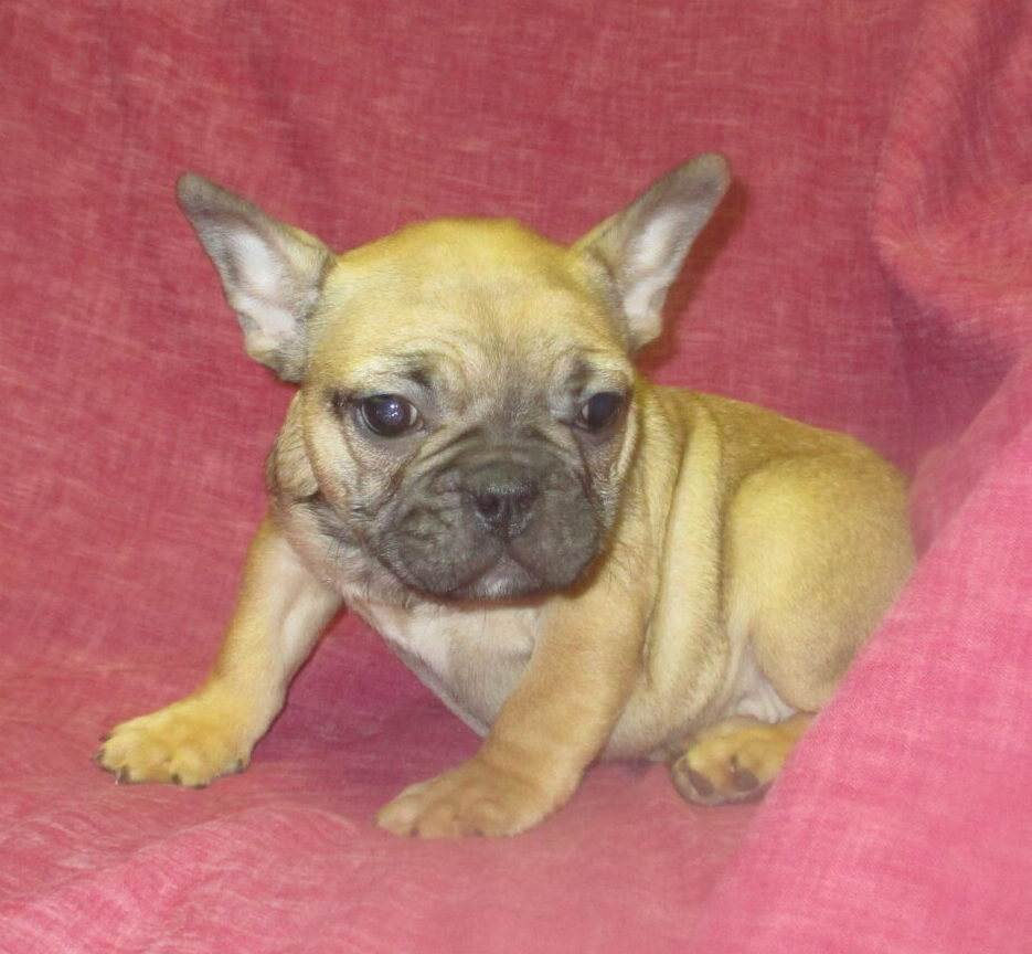 French Bulldog Breeders & Puppies for Sale Baltimore, MD